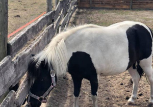 Zdjęcie kucyka w Leśnej Osadzie Edukacyjnej w Kole