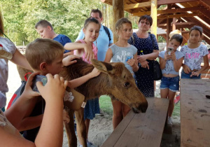 Zdjęcie uczestników warsztatów edukacyjnych w Leśnej Osadzie Edukacyjnej w Kole w ramach 7 Kolorowej Lokomotywy bawiących się z małym łosiem