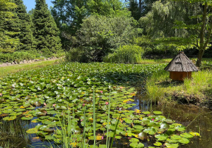 Zdjęcie przedstawia tereny Arboretum w Rogowie